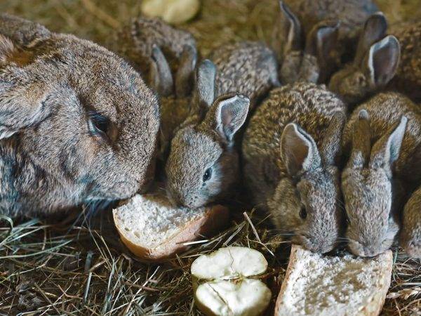 Фото хлеба для кроликов