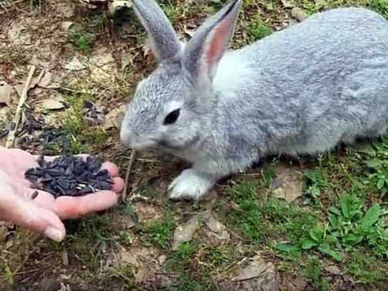 Фото семечки для кроликов