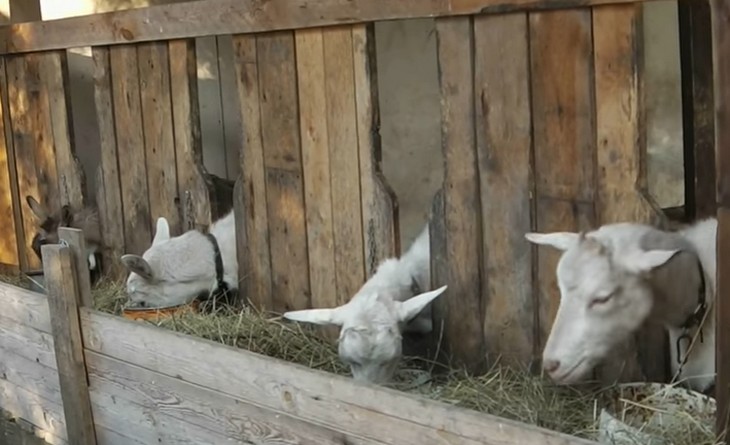 Фото сочного корма для козы