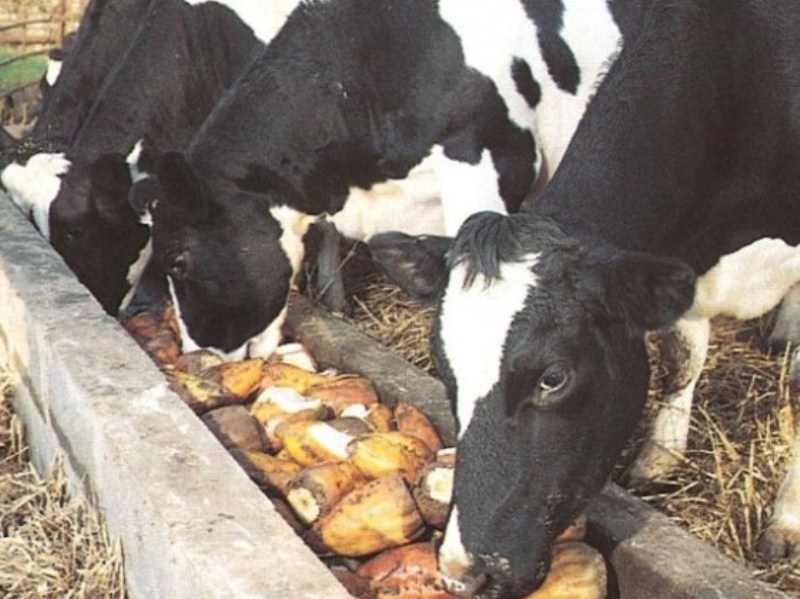 Фото картофеля крупному рогатому скоту