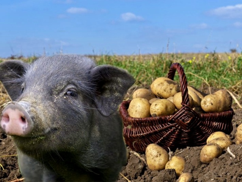 Фото картофеля свиньям