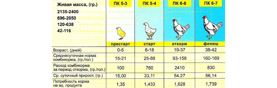 Как правильно ухаживать за цыплятами бройлерами: основные рекомендации и рацион