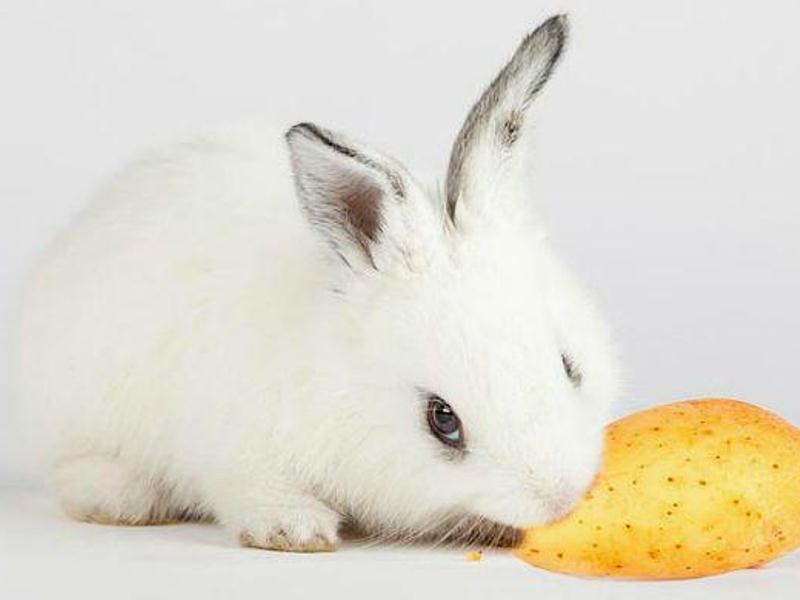 Фото картофеля кроликам