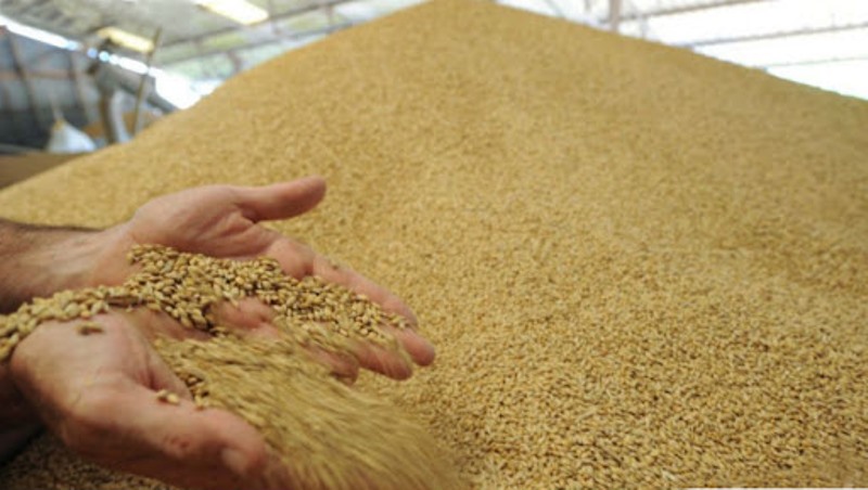 Проверка зерен пшеницы