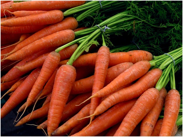 Кормовая морковь