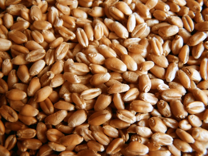 Цельная пшеница - цена, доставка, характеристики. Продажа пшеницы оптом .
